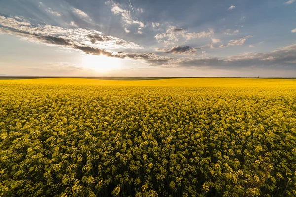 Gula oljeväxter rapsåker under den ljusa himlen — Stockfoto