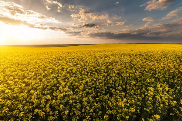 Campo di colza giallo sotto il cielo azzurro brillante — Foto Stock