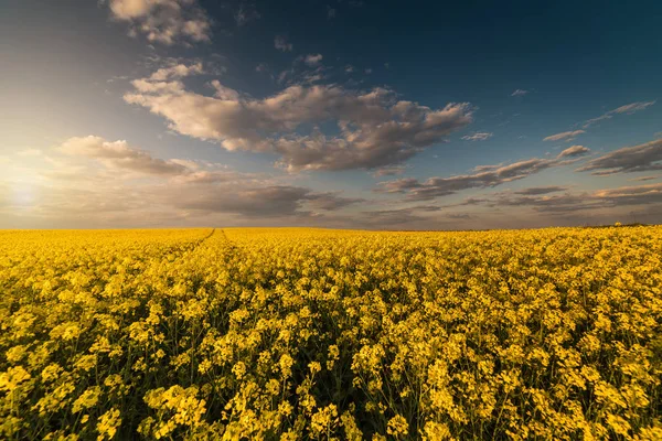 Gula oljeväxter rapsåker under den ljusa himlen — Stockfoto