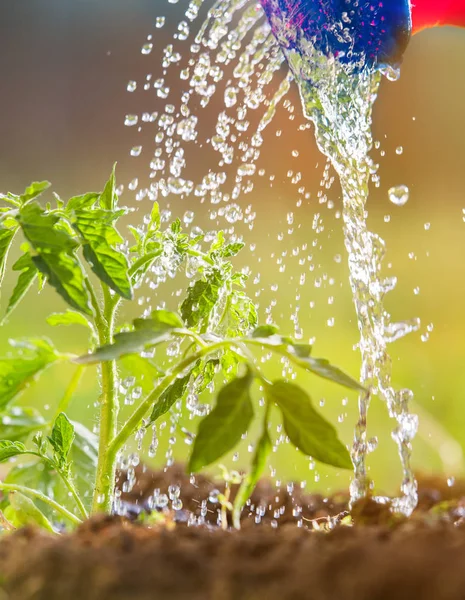 Innaffiatura del pomodoro piantina in serra giardino — Foto Stock