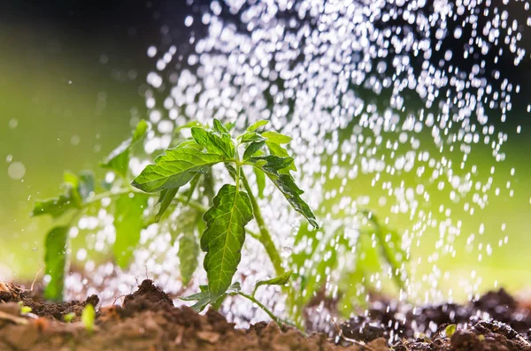 Arrosage des semis de tomate dans le jardin de serre — Photo