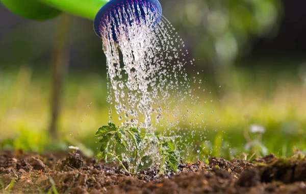 Watering seedling tomato in greenhouse garden — Stock Photo, Image