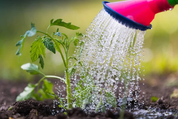 Drenken zaailing tomaat in broeikasgassen tuin — Stockfoto