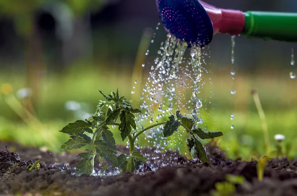 Watering seedling tomato in greenhouse garden — Stock Photo, Image