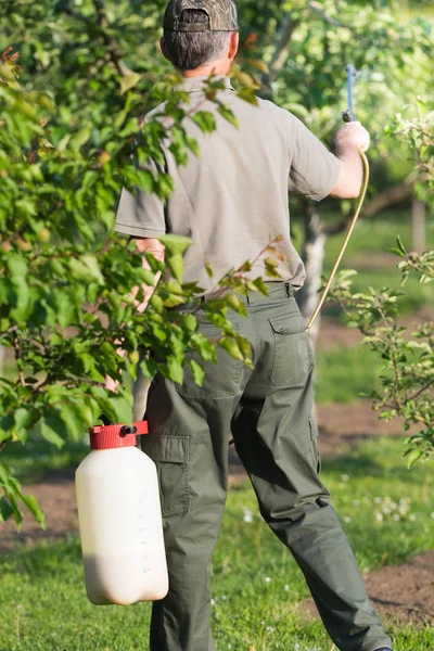 Trädgårdsmästare tillämpa en insekticid gödselmedel till hans frukt buskar — Stockfoto