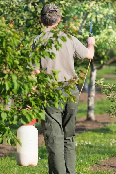 Gärtner bringt Insektizid-Dünger auf seine Obstbäume — Stockfoto