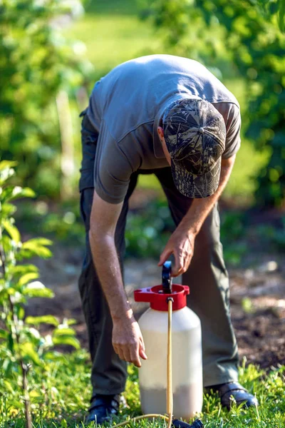 Jardineiro aplicando um fertilizante inseticida em seus arbustos de frutas — Fotografia de Stock