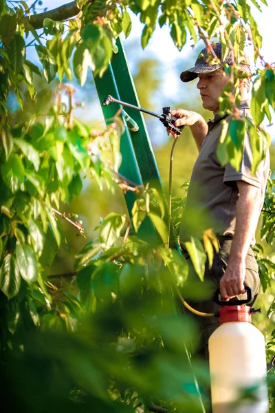 Trädgårdsmästare tillämpa en insekticid gödselmedel till hans frukt buskar — Stockfoto