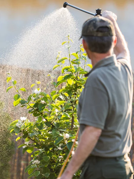 Jardineiro aplicando um fertilizante inseticida em seus arbustos de frutas — Fotografia de Stock