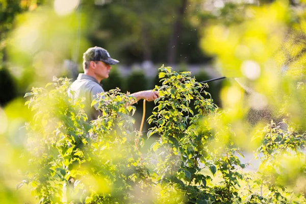 Jardineiro aplicando um fertilizante inseticida em seus arbustos de frutas — Fotografia de Stock