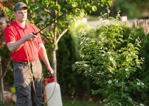 Gardener applying an insecticide fertilizer to his fruit shrubs — Stock Photo, Image