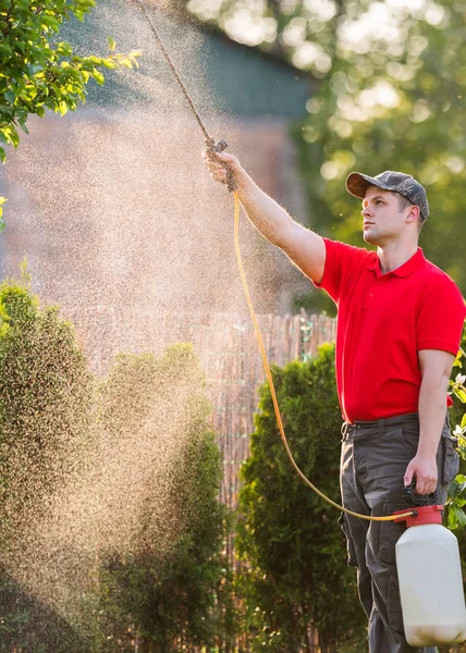 Jardinero aplicando un fertilizante insecticida a sus arbustos frutales —  Fotos de Stock