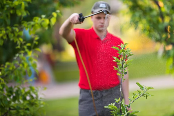 Jardinier appliquant un engrais insecticide sur ses arbustes fruitiers — Photo