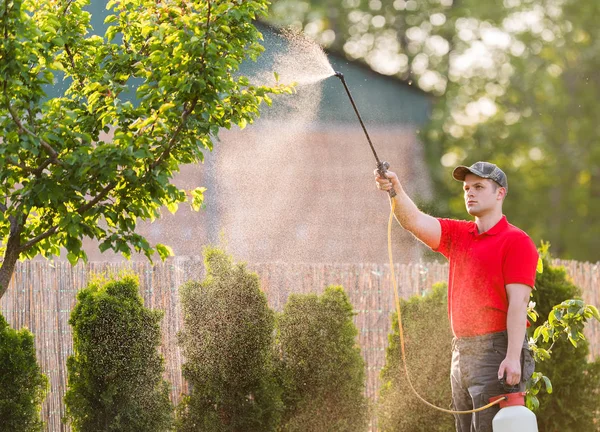 Jardinero aplicando un fertilizante insecticida a sus arbustos frutales —  Fotos de Stock