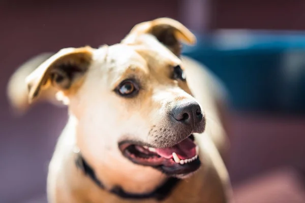 Cute little dog playing in the backyard — Stock Photo, Image