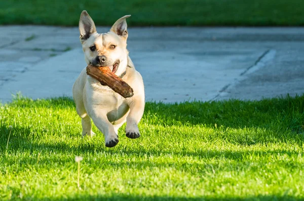 Cute little dog playing in the backyard — Stock Photo, Image