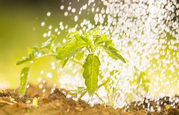 Arrosage des semis de tomate dans le jardin de serre — Photo