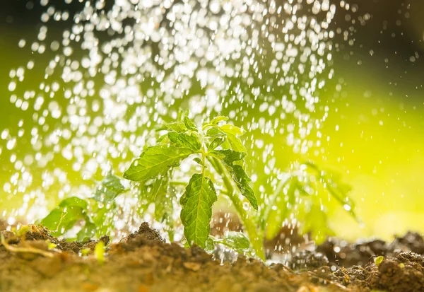 Watering seedling tomato in greenhouse garden — Stock Photo, Image