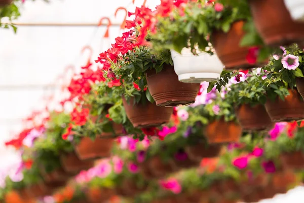 Blooming flowers inside a garden center greenhouse - nursery — Stock Photo, Image