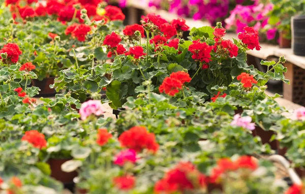 Kvetoucí květiny skleníku zahradní centrum - školka — Stock fotografie