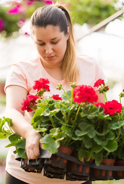 Muito floristas mulher que trabalha com flores florescendo em um greenho — Fotografia de Stock
