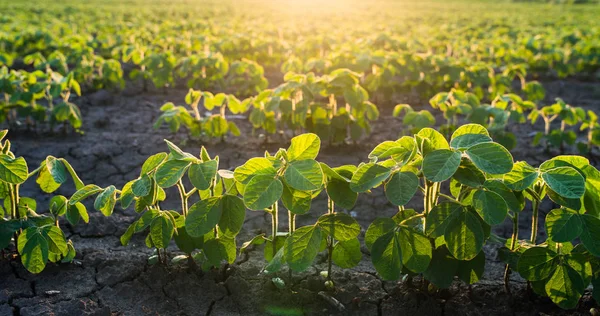 Agricultural soy plantation on sunny day - Green growing soybea — Stock Photo, Image