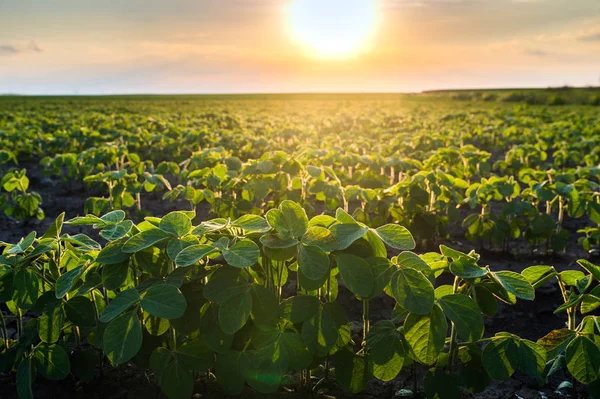 Γεωργικών σόγιας φυτεία ηλιόλουστη ημέρα - πράσινη καλλιέργεια soybea — Φωτογραφία Αρχείου