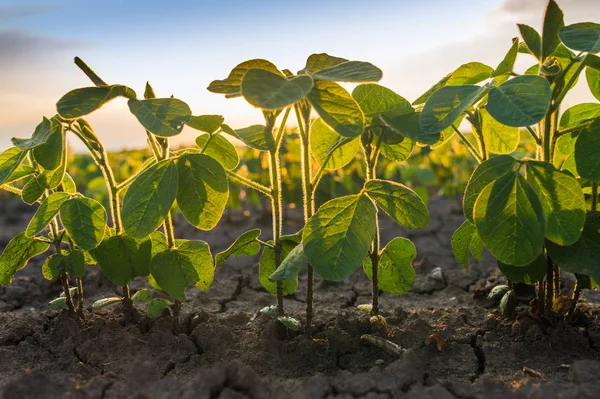 Agricultural soy plantation on sunny day - Green growing soybea — Stock Photo, Image