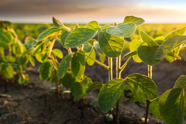 Landwirtschaftliche Sojaplantage an sonnigen Tagen - grüne Sojabohne — Stockfoto