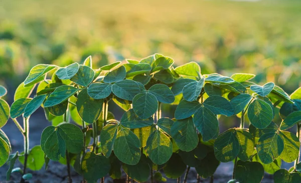 Agricultural soy plantation on sunny day - Green growing soybea — Stock Photo, Image