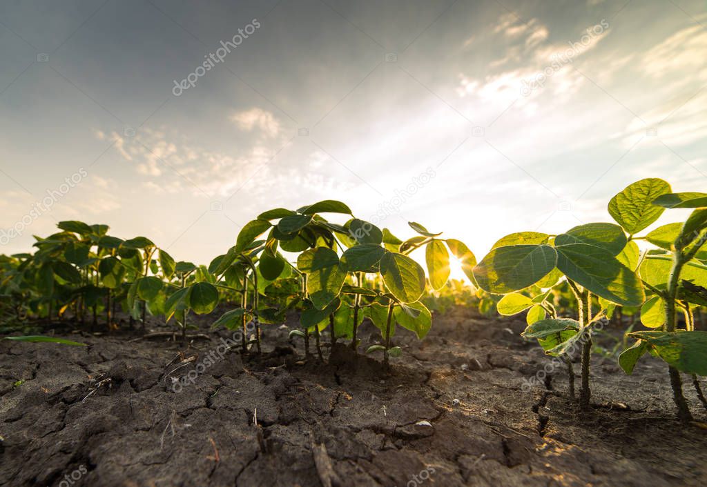  Agricultural soy plantation on sunny day - Green growing soybea