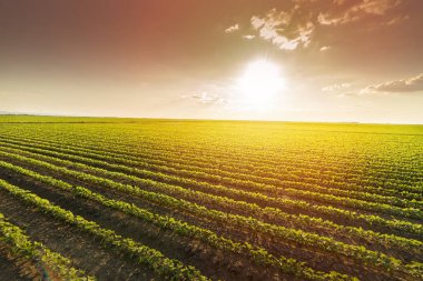 Soybean Field Rows in sunset clipart
