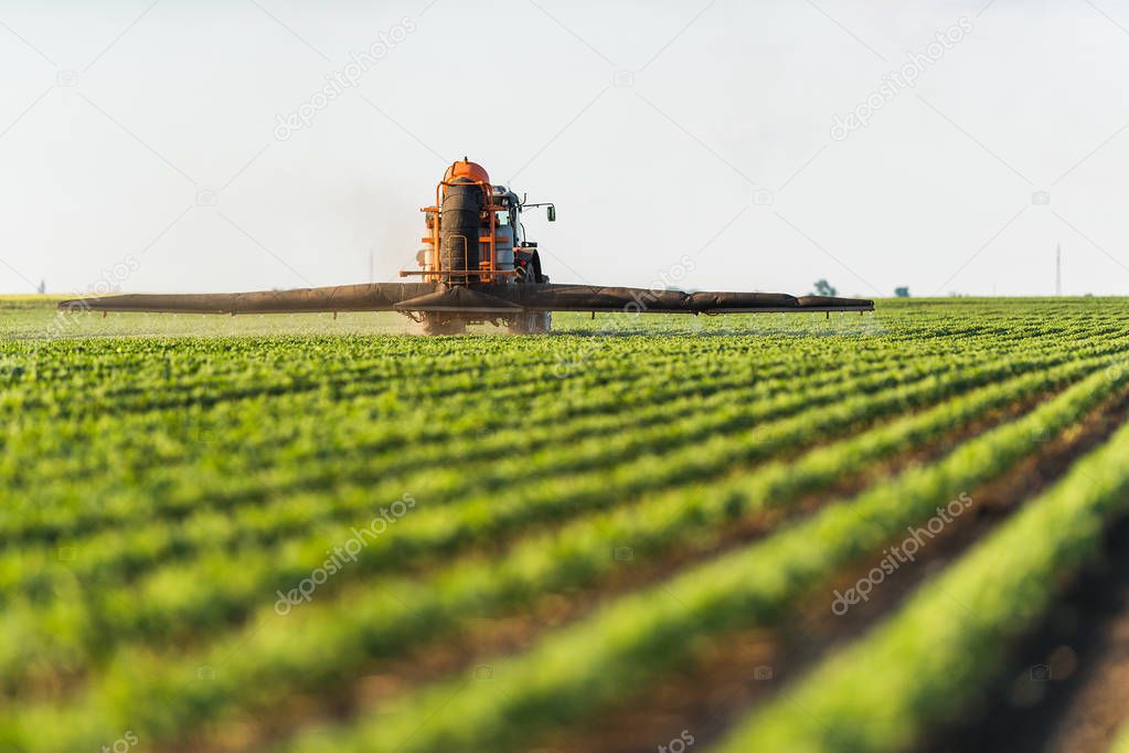 Tractor spraying soybean field at spring