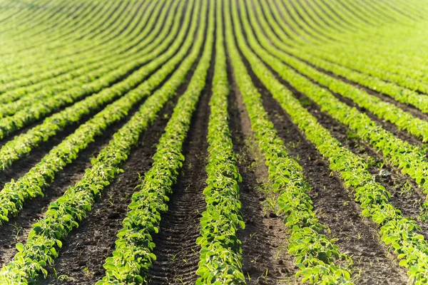 Landwirtschaftliche Sojaplantage an sonnigen Tagen - grüne Sojabohne — Stockfoto