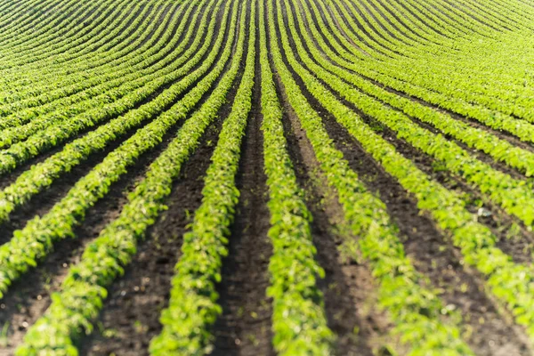 Plantação de soja agrícola em dia ensolarado - Soja verde crescente — Fotografia de Stock