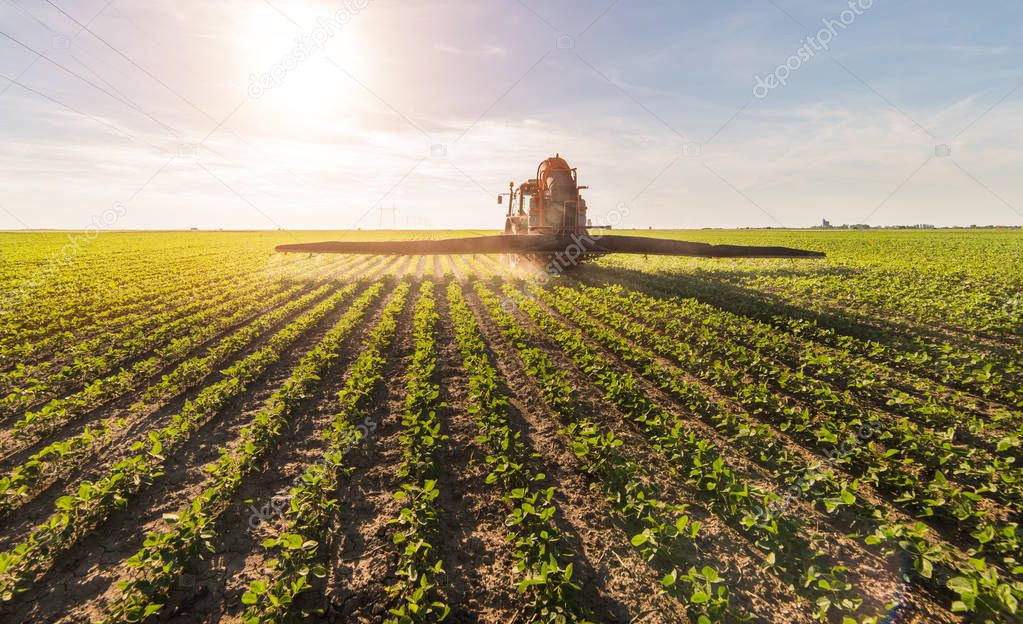 Tractor spraying soybean field at spring