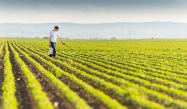 Genç çiftçi soya ekimi pestisit ile püskürtme