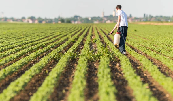 Agricultor joven rociando plantación de soja con pesticida —  Fotos de Stock