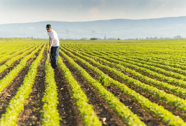 Młody rolnik opryskiwania plantacji sojowy z pestycydów — Zdjęcie stockowe