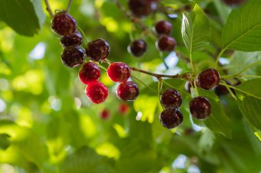 Meyve bahçesinde olgunlaşmış kirazlar