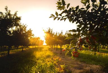 Meyve bahçesinde olgunlaşmış kirazlar