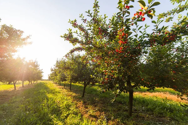 Ripening cherries on orchard tree — Stock Photo, Image