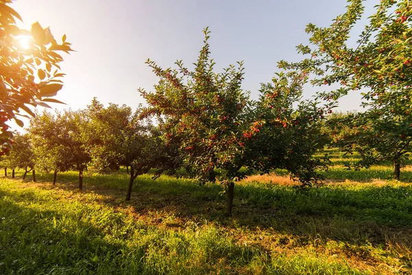 Ripening cherries on orchard tree — Stock Photo, Image