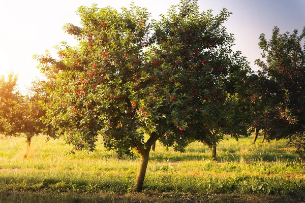 Ripening cherries on orchard tree — Stock Photo, Image