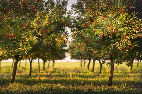 Ripening cherries on orchard tree — Stock Photo, Image