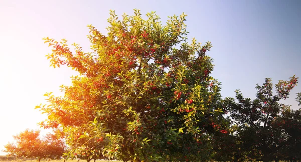 果园树上成熟的樱桃 — 图库照片