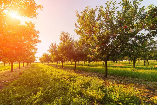 Ripening cherries on orchard tree — Stock Photo, Image