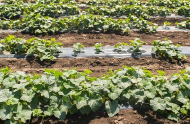 Genç taze salatalık saç ekimi - fi salatalık tarımı