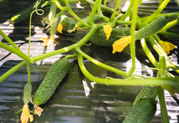 Junge Frischgurkenplantage - Anbau von Gurken in — Stockfoto