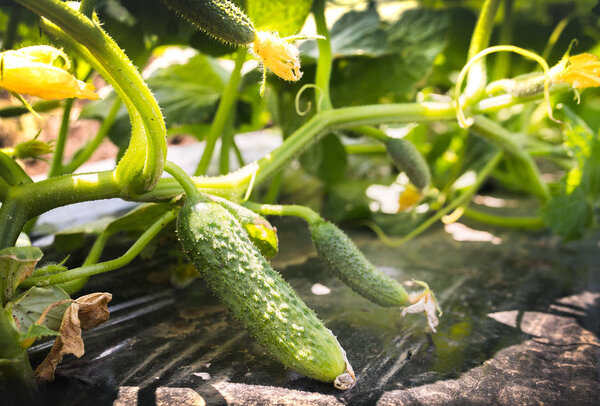 Young fresh cucumber plantation - cultivation of cucumbers in fi